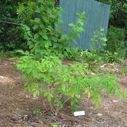 Elderberry